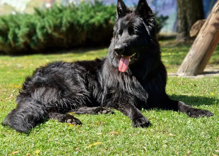 Romanka ゲストハウス